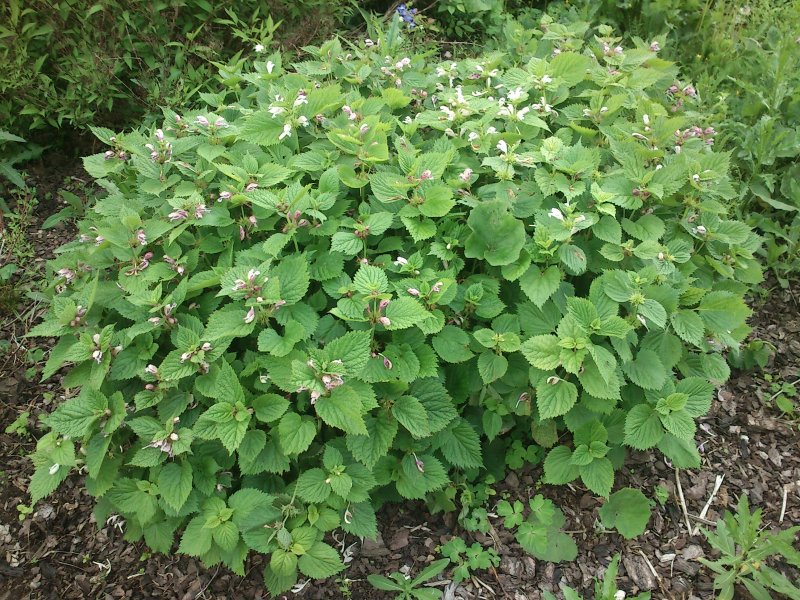 Lamium orvala Balm-leaved red deadnettle